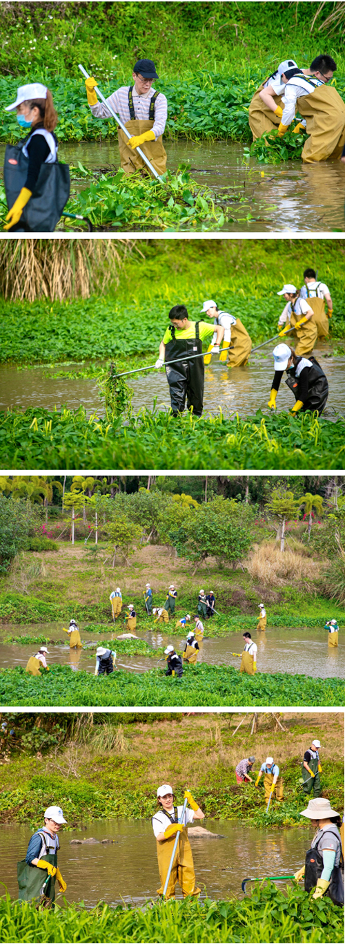 7_志愿者们为河道清除外来物种.jpg